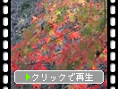 մǫ֥Ǥκ̤ή