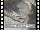 Ų鸮˭¼¤︳