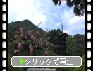 ƤɴȤȸ޽