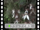 ޼Υ業Υ