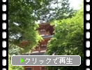 ֻ