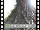 Ρ֥