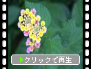 ��󥿥ʡ�鲤���֤ȼ¤ء�