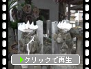 ʡŤŲ޿Ҥζ
