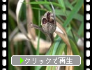 Υϥʥ祦ּ֡¤ȼҡ