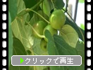 ʥ֥饮м
