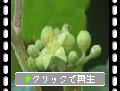 Υ֥ɥ鲡֤̪˽ޤ¡
