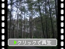ޥӤĻ