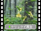 ӤΥĥե
