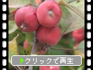 ҥ󥴡ɱӸˤ֤
