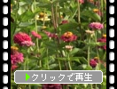 �ҥ㥯�˥�������ɴ����ˤȥޥ꡼�������