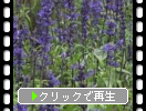 ʿΥӥ