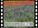 �ե��������ġ�¿�̤ʿ��β�Ȫ��