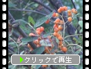 ŤƤ椯֥ʥʥޥɤμ¡