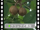 ֥٥˥ХȥΥפμ