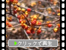 ĥ륦ɥ֤¤