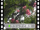 Ƥι֥륹٥