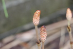 ����Ǩ�줿�ĥ���ã