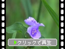 ��饵���ĥ楯���ʻ�Ϫ��ˤȺ���