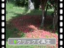 �ĥХ����ءˡ�����Ҥ���ߡ�