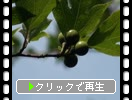 ���Ӥι⸶�ָ����ӤΥ����⥸���м¡�