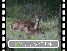 ���Ӥι⸶�֥����β�²�ȸ����ӡ�