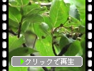 ���Ӥι⸶�ָ����ӤΥ��ޥĥ��μ㤤�м¡�