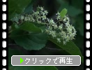 ���Ӥι⸶�ָ����ӤΥ��ޥĥ���