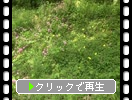 �դ������֤���