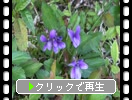 ���ߥ�η���