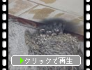 �ĥХ�ʱ��ˤοƻ�