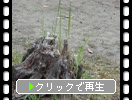 �ڤ��������ζ���