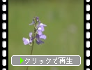 ��ΥޥĥХ�����