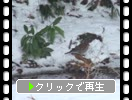 ǽ��Ⱦ���̯�����������������Ļ��