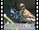 ����ǤΥ�����ʿ��ˤ���γ