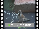 ���ǤΥ�����ʿ��ˤ���γ