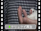 ����ʸĻ�֤ޤɤ��ߡʿ�̲���ˤء�