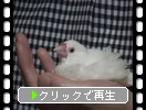 ����ʸĻ�ֱ��Ĥ������ʳ�ư���ˡ�