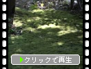 ̣���ҡ����Űá��㼼�ˤ���������ϳ������