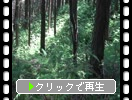 ���Ӥβ�������Ф��륷��