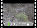 ��Į�ι�����ë�ִ��ɤΥ˥ۥ󥫥⥷����