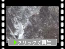 ������������ë����ε����Ȼ����