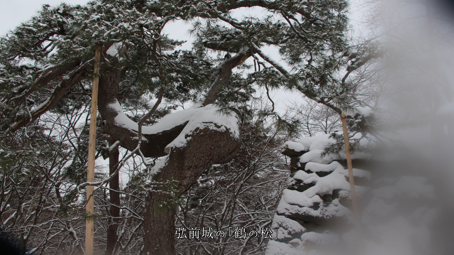 名前が付いた　松の古木　風雪にも負けず　幹・根・枝葉も、みんな力強い　
