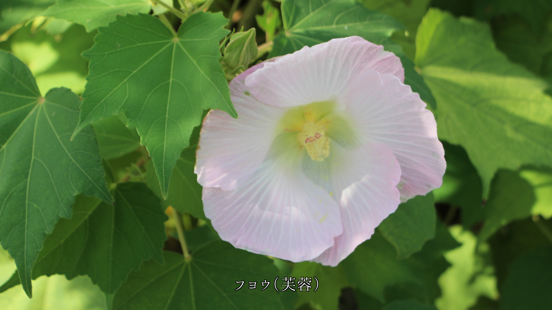 ���Фߤʤ��顡�϶����餤�Ƥ��롡���ؤβ֤����������ͤ���������