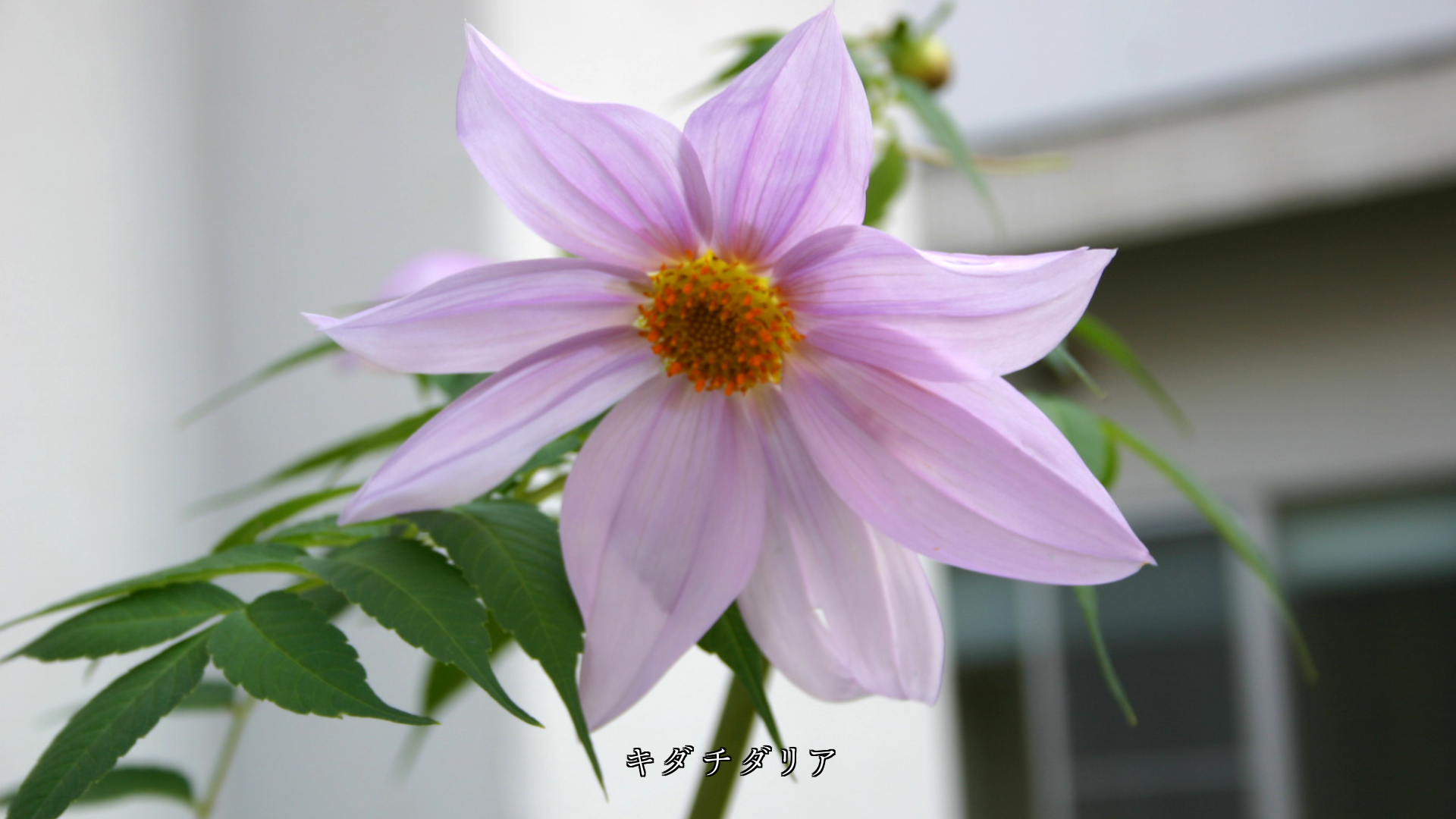 ���Фߤʤ��顡�϶����餤�Ƥ��롡���ؤβ֤����������ͤ���������