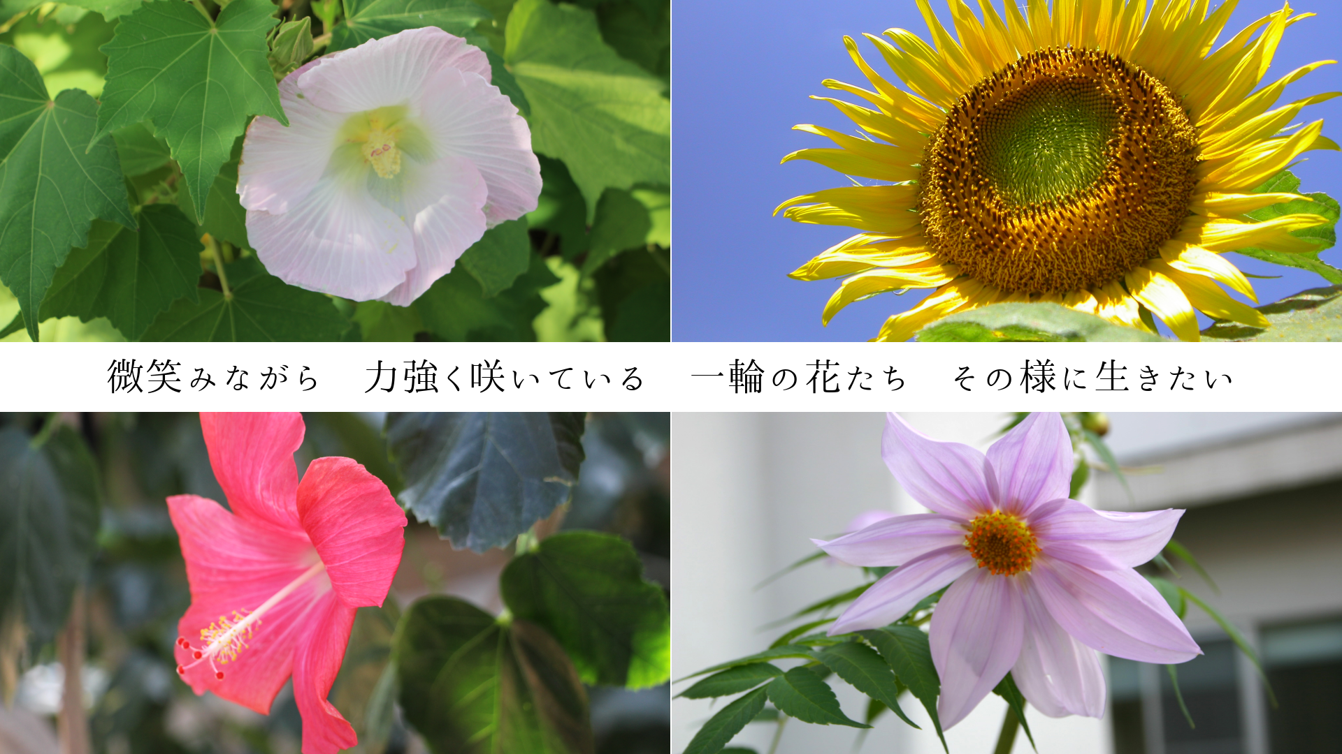���Фߤʤ��顡�϶����餤�Ƥ��롡���ؤβ֤����������ͤ���������