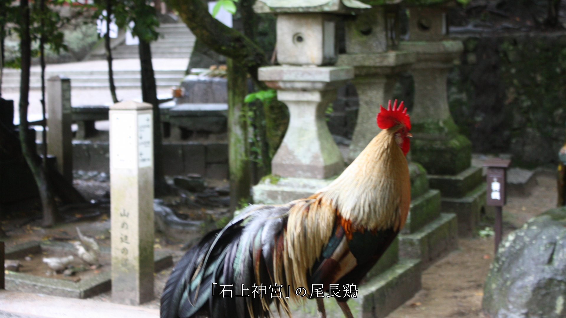 歴史ある神社や古道で、また都会でも　活躍する鶏たち　頑張っている　