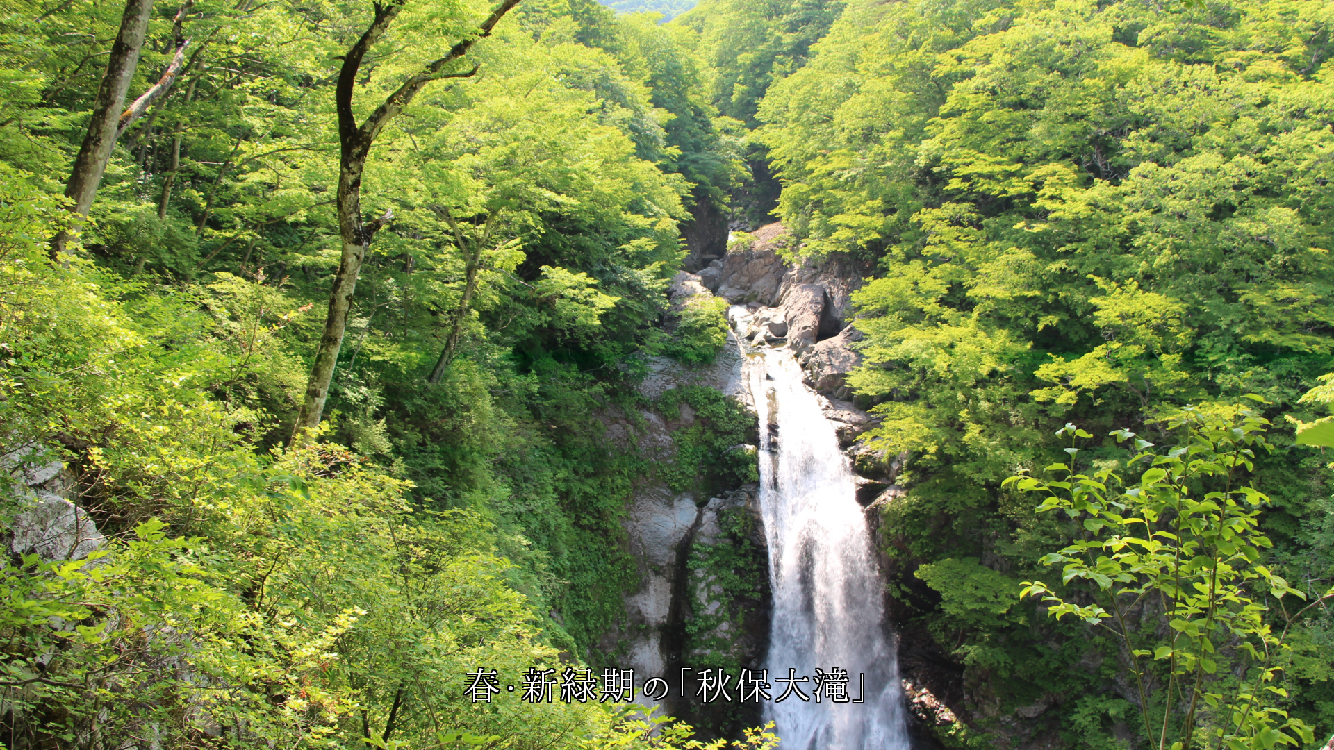 東北の「秋保大滝」　自然が創る四季に順応しつつ　流れ落ちる