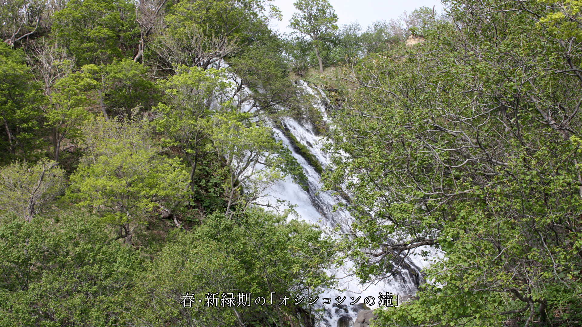 「オシンコシンの滝」の四季　森や空の色は変わる　だが　滝は流れ落ち続ける