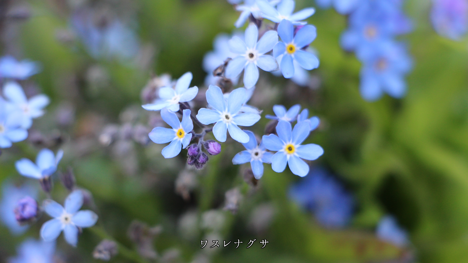 見つめていると　何か忘れがたい　青や紫色の花たち  心が惹かれる